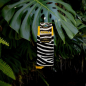 Preview: Socken Jungle "Zebra"